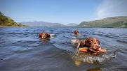 dogs swimming in open water