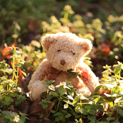 Teddy Bears Picnic