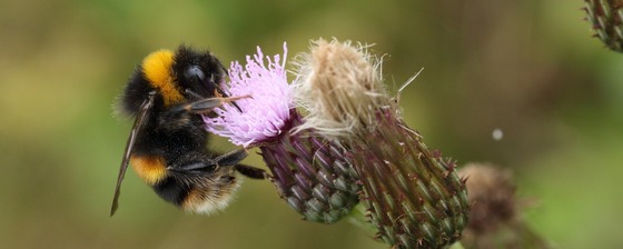 bee