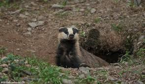Badger