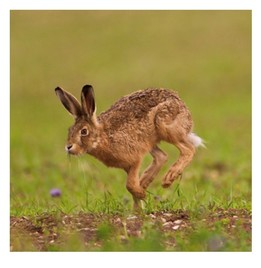 Brown Hare