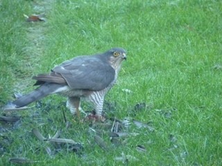 sparrow hawk
