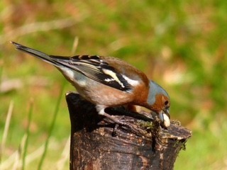 Chaffinch
