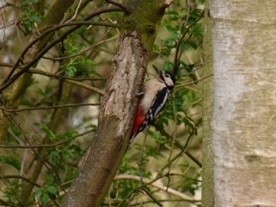 Woodpecker
