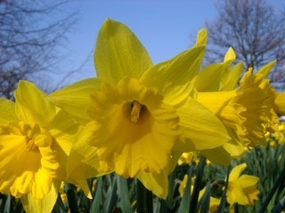 Daffodils