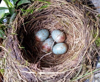 Blackbird nest