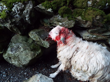injured sheep