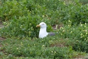 herring gull