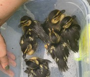 Ducklings