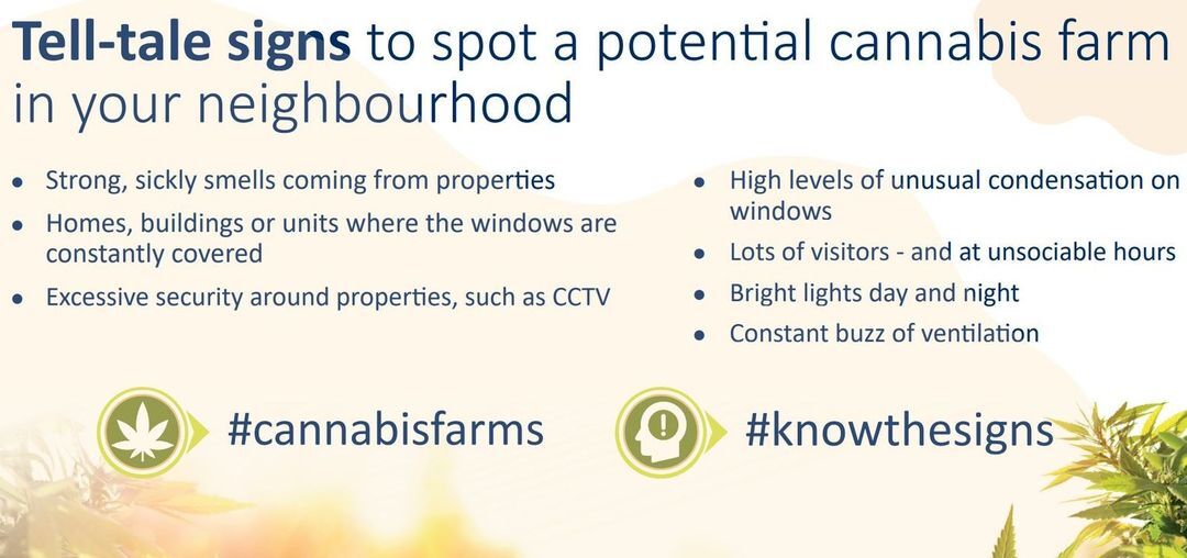 Cannabis farms