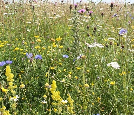 Wildflower meadows in Dartford