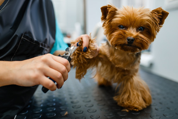 dog groomer clips cute Yorkshire terrier's claws while it patiently holds up its paw