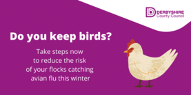 avian flu