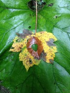 leaves of differing shapes and sizes