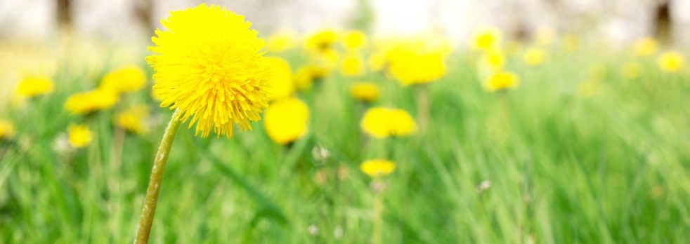 Dandelions