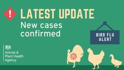 bird flu new case