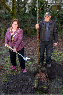 Jean Wharmby planting a hornbeam tree.