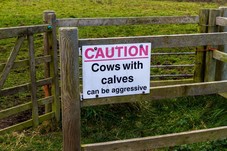 caution re cows countryside