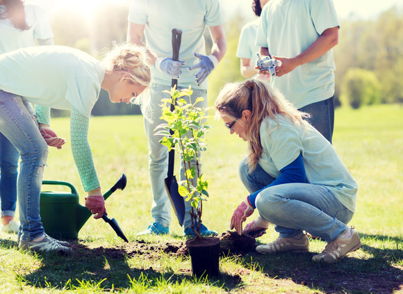 tree planting