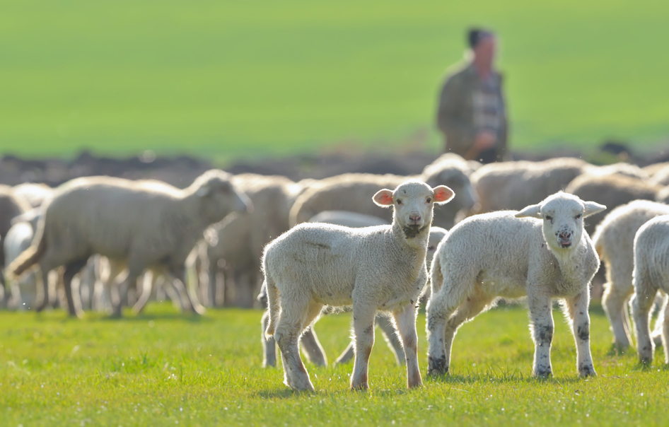 countryside lambs dogs walking walkers