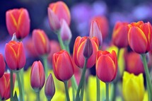 Tulips
