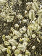 Natural materials - fluffy plant