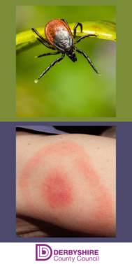 Tick Graphic - Tick and Lyme Disease Reaction