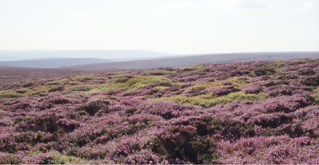 An upland moorland landscape and heather.