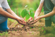 tree planting trees