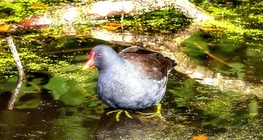 moorhen light