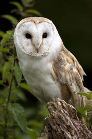 barn owl