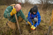 tree planting