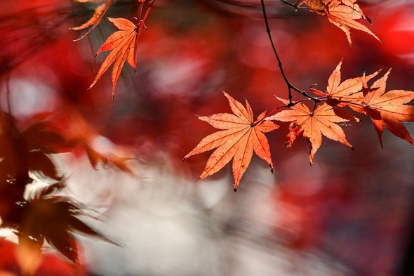 Autumn leaves