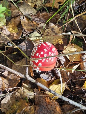 Fly Agaric