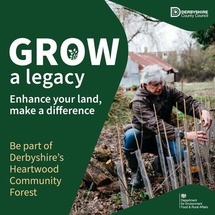 Heartwood forest trees