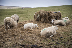 sheep