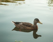 duck female mallard