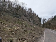 Via Gellia 2026 tree clearing ash dieback