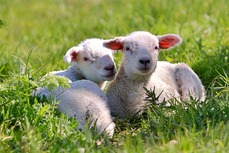 lambs spring farm countryside