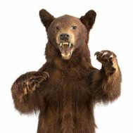 Buxton Museum Bear