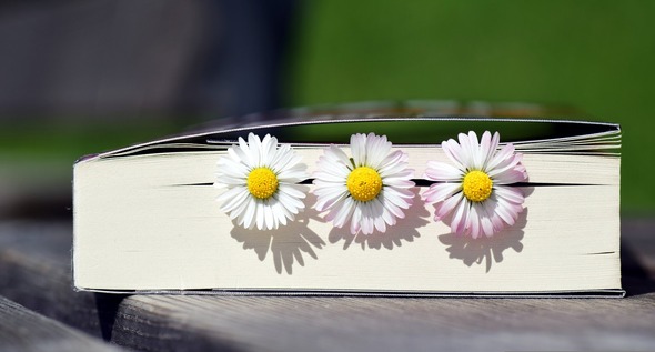 Daisies in a Book