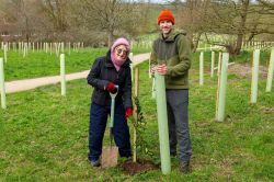 Tibshelf Common Million Trees Heartwood