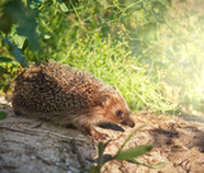 Hedgehog in in sunlight with greenery in background.