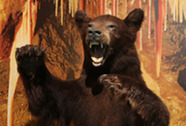 Buxton Museum bear