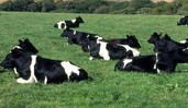 Dairy cows lying down in a field