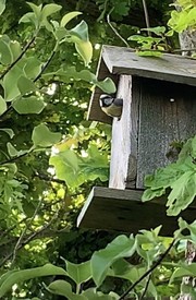 Bird box with blue tit view from a window