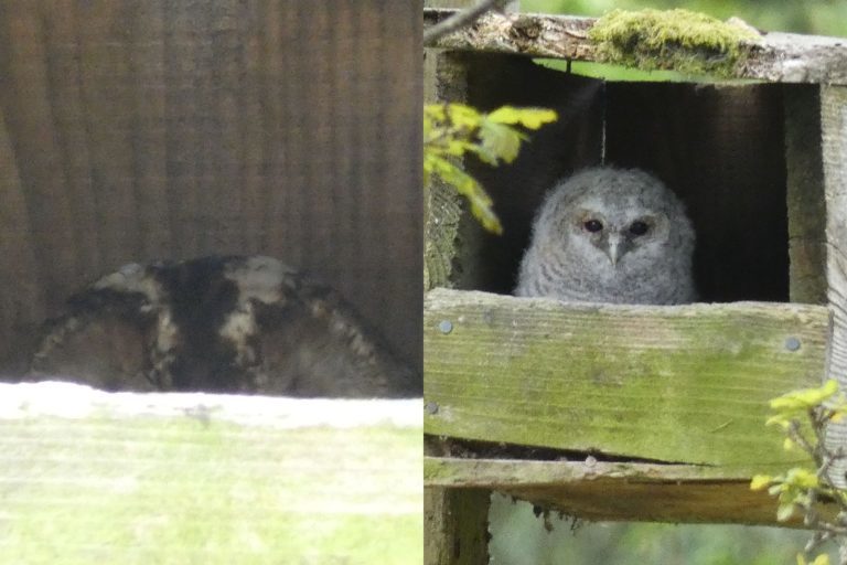 Tawny owls in a box