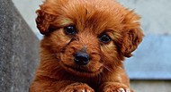 puppy with red-brown fur lying down and looking into camera