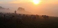 Farmer in field with sheep at sunrise