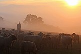 Farmer in field with sheep at sunrise